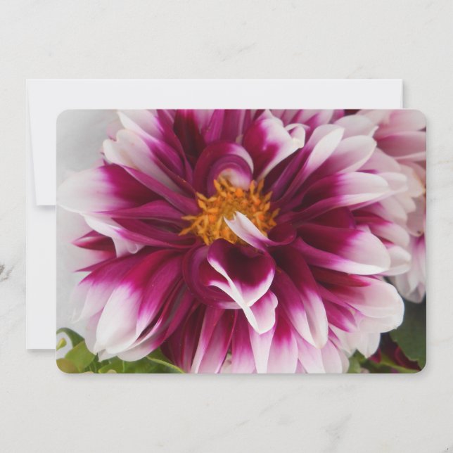 Cartheuserin (Framsida)