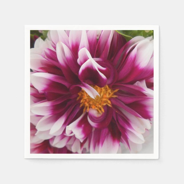 Cartheuserin Pappersservett (Framsidan)