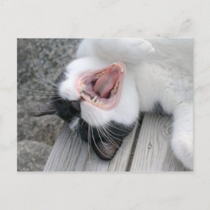 Carulmare Cat Yawn CC0379 vykort