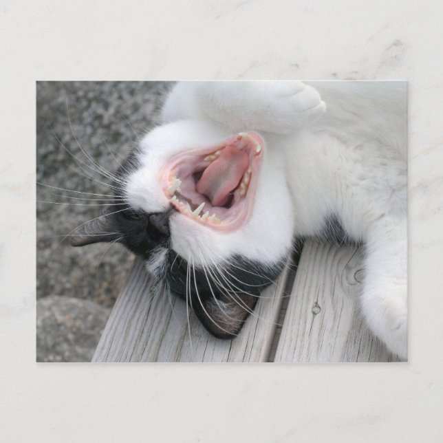 Carulmare Cat Yawn CC0379 vykort (Framsida)