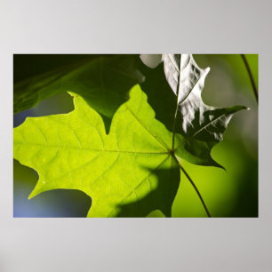 Carulmare Maple Löv CC0041 Poster