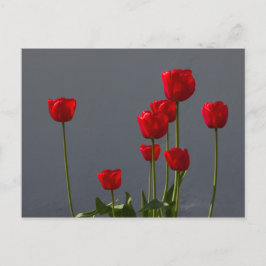 Carulmare Red Tulips CC0032 Vykort