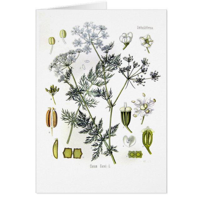Carumcarvi (kummin) hälsningskort (Framsidan)