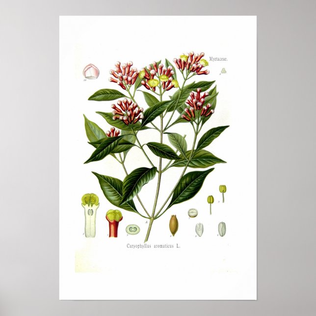 Caryophyllus aromaticus (Clove) Poster (Framsidan)