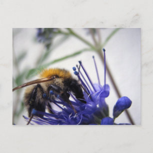 Caryopteris Vykort