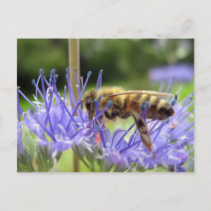 Caryopteris Vykort