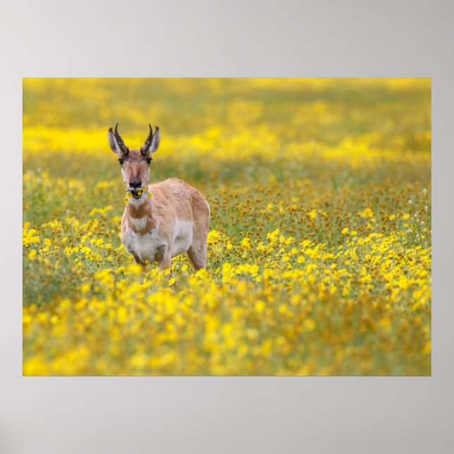 Carzo Lains Poster (Framsidan)