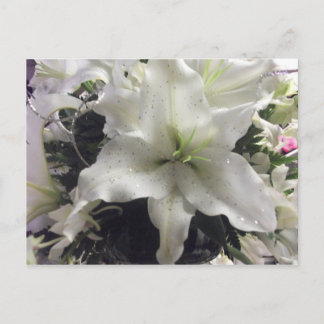 Casablanca Lily Postcard Vykort