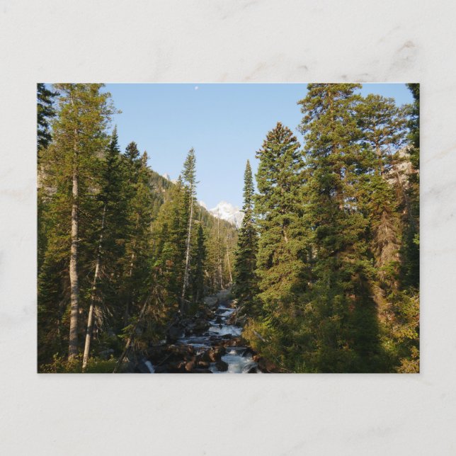 Cascade Creek vid Grand Teton Vykort (Framsida)