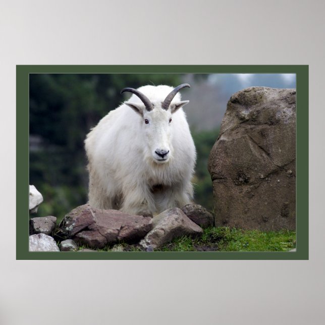 Cascade Mountain Goat Poster (Framsidan)
