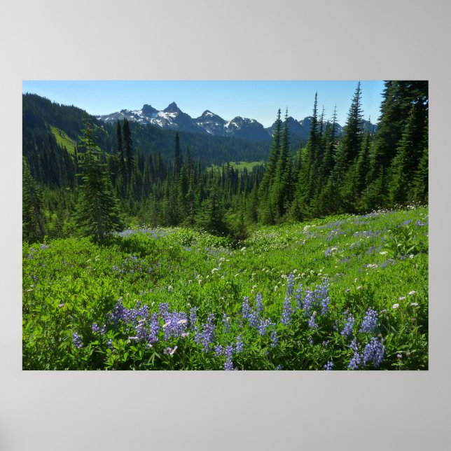 Cascade Range från Mount Rainier National Park Poster (Framsidan)