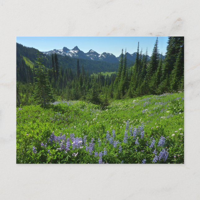 Cascade Range från Mount Rainier National Park Vykort (Framsida)