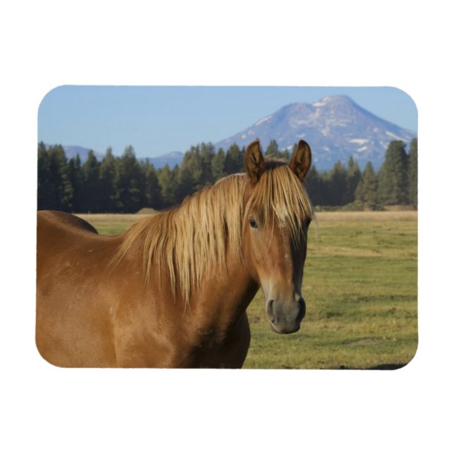 Cascade Range | Kastanjefärgad häst Magnet (Horisontell)