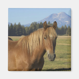 Cascade Range Kastanjefärgad häst Magnet