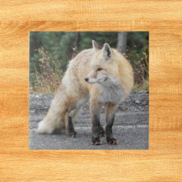 Cascade Red Fox Wildlife Photo Kakelplatta