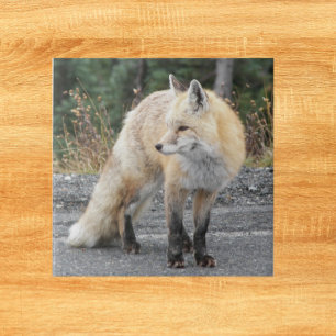 Cascade Red Fox Wildlife Photo Kakelplatta