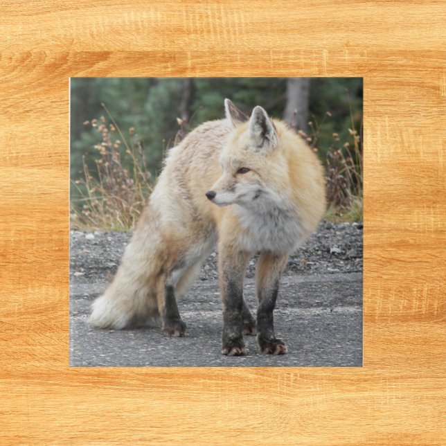 Cascade Red Fox Wildlife Photo Kakelplatta (In Situ)