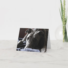 Casey, greyhound kort