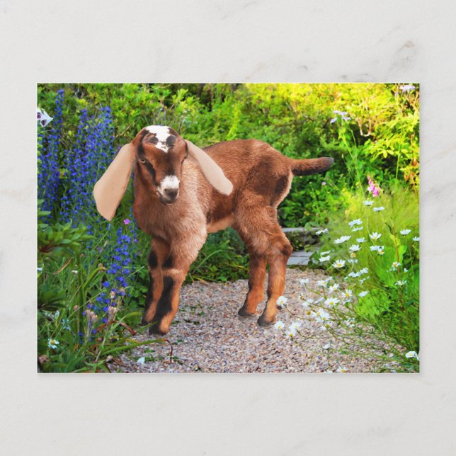 "Casey" vykort (Framsida)