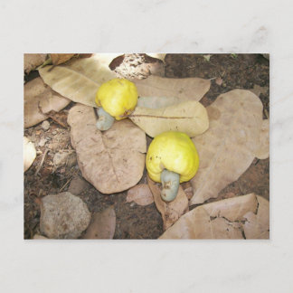 Cashew Fruits, Nigeria Vykort