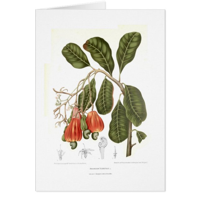 Cashew Hälsningskort (Framsidan)