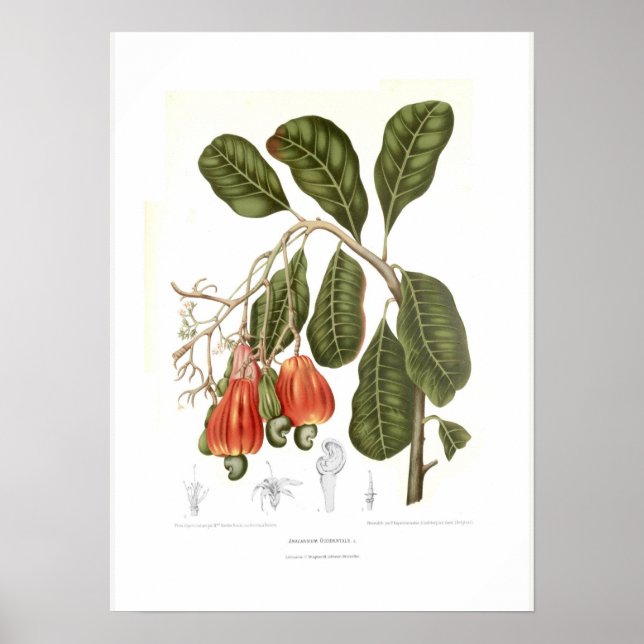 Cashew Poster (Framsidan)