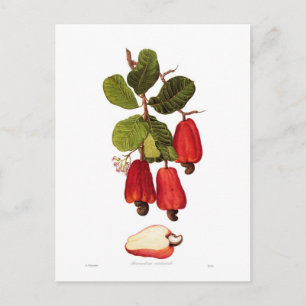 Cashew Vykort
