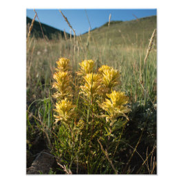 Casper Mountain Gult Paintbrush - Casper WY Fototryck
