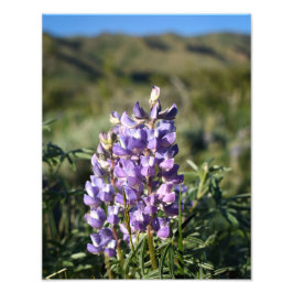 Casper Mountain Lupine - Casper WY Fototryck