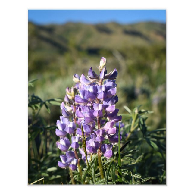 Casper Mountain Lupine - Casper WY Fototryck (Framsidan)