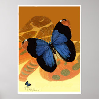 Caspian Blue Butterflies på orange kräm vingar Poster