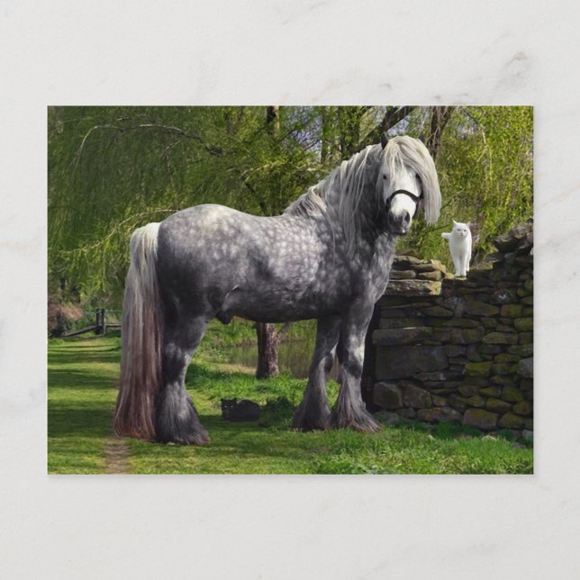 "Caspian & Hans Cats" vykort (Framsida)