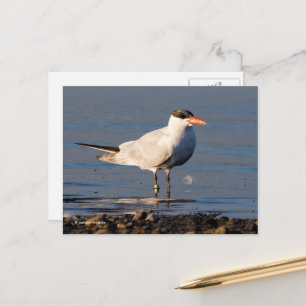 Caspian Tern Seabird vid stranden Vykort