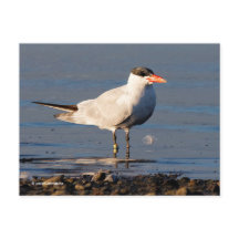 Caspian Tern Seabird vid stranden