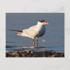 Caspian Tern Seabird vid stranden Vykort