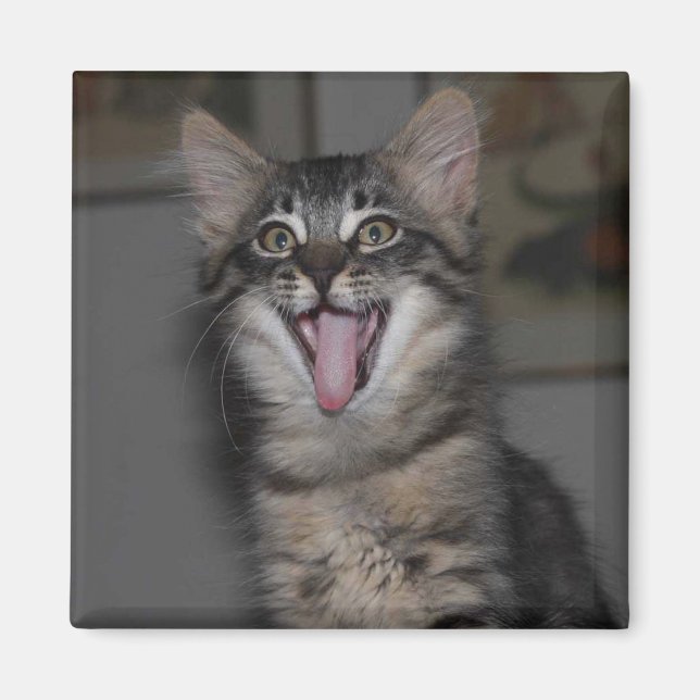 Caspian Yawning Kitten Magnet (Framsidan)