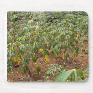 Cassava-odling Musmatta