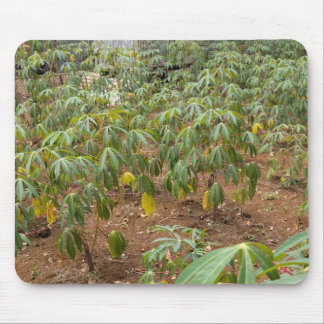 Cassava Plantation Musmatta