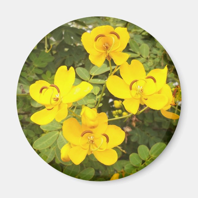 Cassia Flowers Photo Round Magnet (Framsidan)