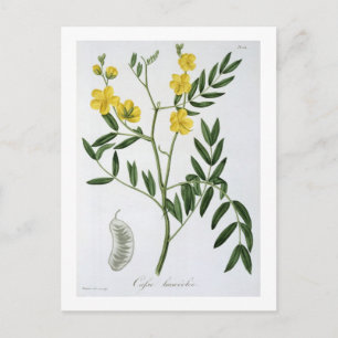 Cassia från 'Phytographie Medicale' av Joseph Roqu Vykort
