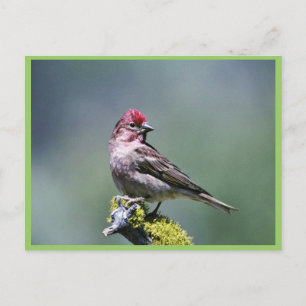 Cassin Finch Vykort