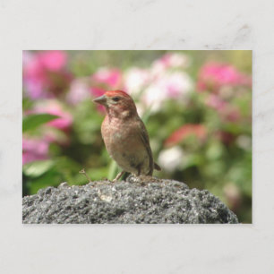 Cassin Finch-vykort Vykort