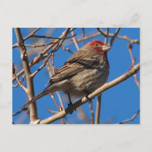 Cassin Finch-vykort Vykort