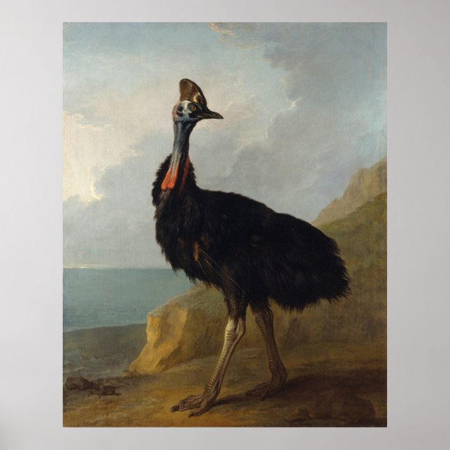 Cassowary (Australian Bird) (Vild Animal Art) Poster (Framsidan)