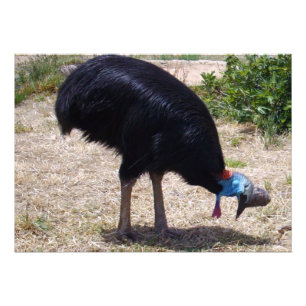 Cassowary Bird Kryp Eliminator Fototryck