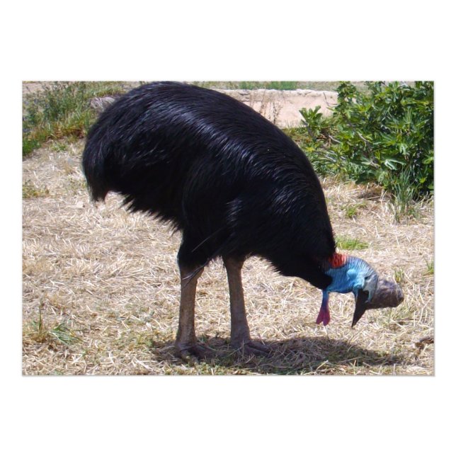 Cassowary Bird Kryp Eliminator Fototryck (Framsidan)