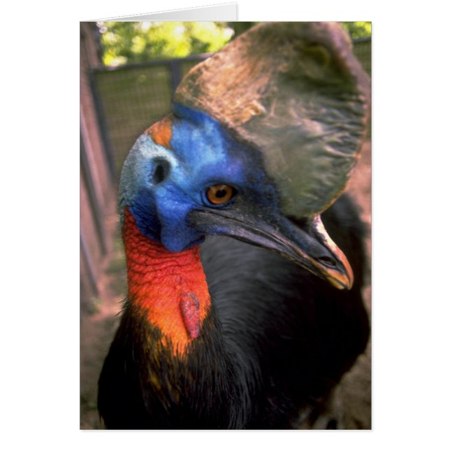 Cassowary Hälsningskort (Framsidan)