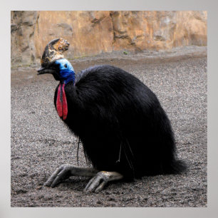 Cassowary i vår poster