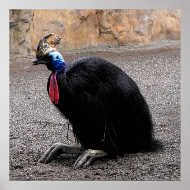 Cassowary i vår poster (Framsidan)