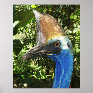 Cassowary Porträtt Poster